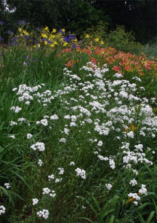 ACHILLEA ptarmica Perle 